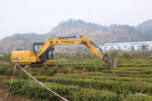 夷陵區(qū)中國精制茶出口基地清表工作告捷，功能性茶飲料研制邁向新階段